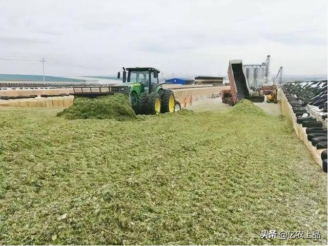 青储小麦比正常小麦早多久，青储小麦和青储玉米营养对比（你所不知道的小麦青贮）