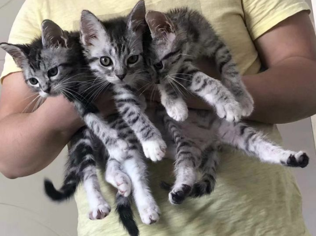 猫的记忆有多久，小猫几个月有记忆（20个养猫冷知识）