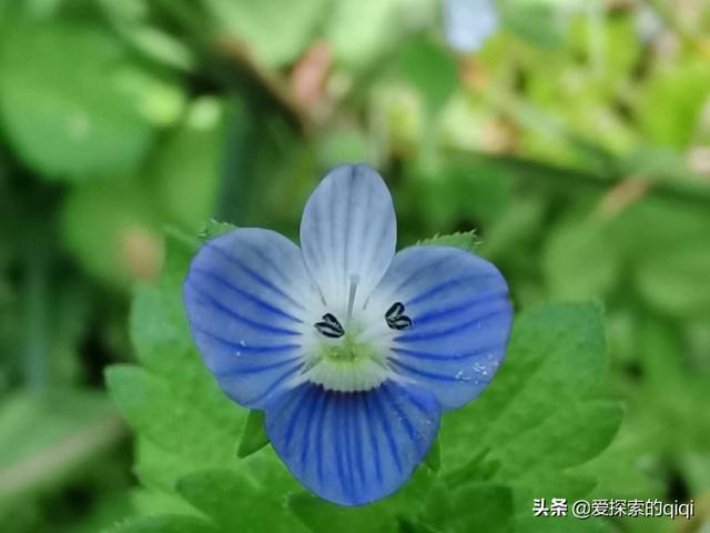 星星花是什么花，星星花是什么花（春天里2种很特别的蓝色花）