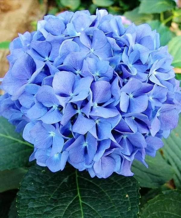 最好看的蓝色花(24种蓝色花) - 彝家农业网