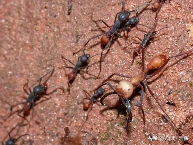 蚂蚁喜欢吃什么食物,大象爱吃什么东西(关于各种蚂蚁的简介) 蚂蚁喜欢吃什么食物,大象爱吃什么东西(关于各种蚂蚁的简介)