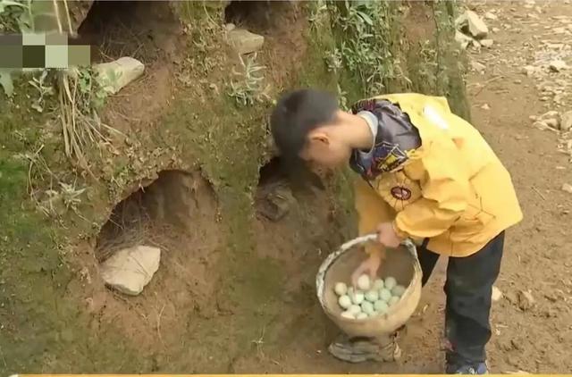 梦见好多鸡蛋捡鸡蛋是什么意思，梦见捡好多鸡蛋什么意思（湖南男子承包1200亩荒山）