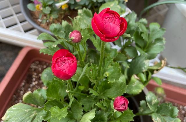 花毛茛，花儿像牡丹、一朵朵盛开、美丽娇艳（花毛茛好养活吗）