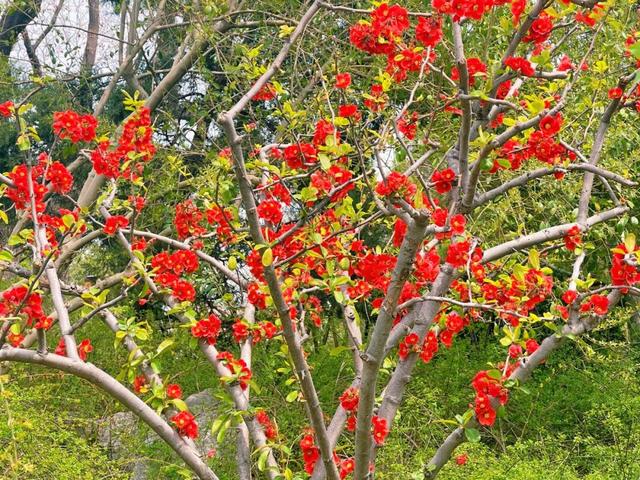 海棠花的花语和寓意，海棠的花语和寓意（海棠花已开，“四品”如何区分）