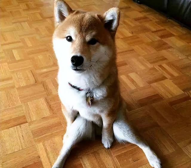 好狗的特征，好狗有什么特征（狗狗有这些“特征”）