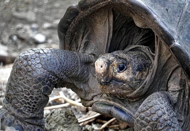 濒临灭绝的生物，世界上濒临灭绝的生物（已灭绝113年的巨龟再度现身）