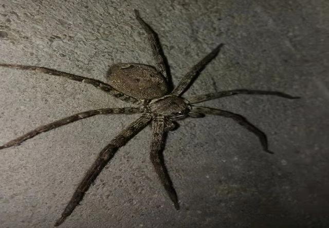 蜘蛛的习性,家里的蜘蛛有毒吗(蜘蛛都有哪些)