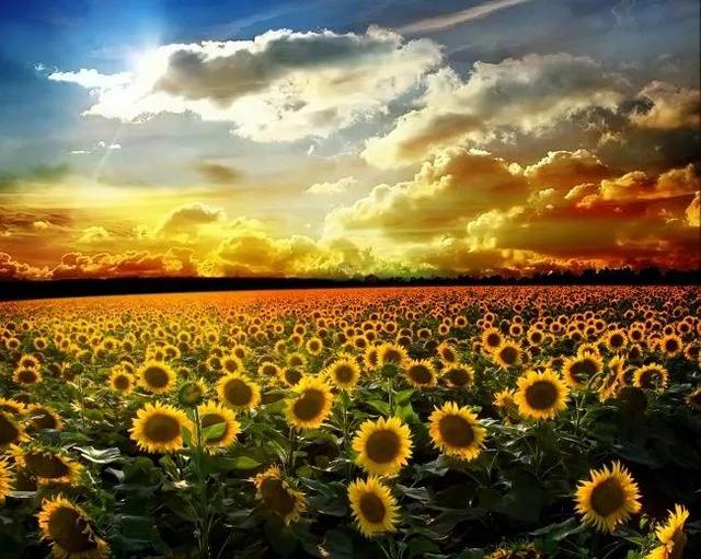 向日葵长什么样，向日葵的茎是什么样的（分享图片，生机勃勃的向日葵）