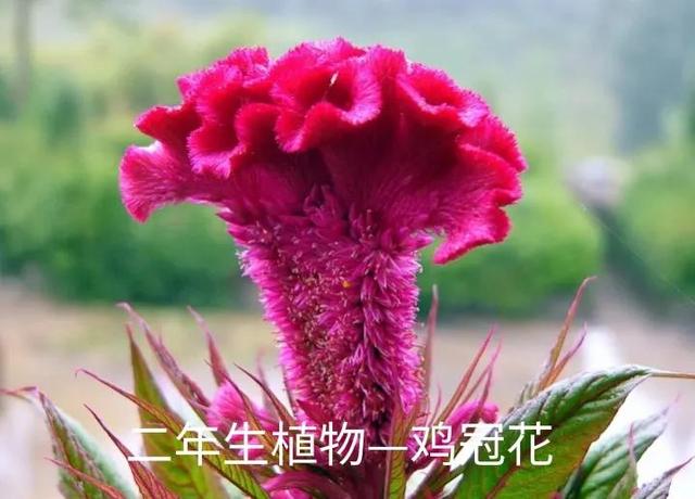 什么是植物，什么是植物染发（简单来认识植物）
