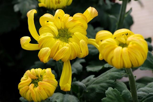 清明节可以野餐吗，清明节当天可以踏青游玩吗（这些清明节的习俗，你都知道吗）