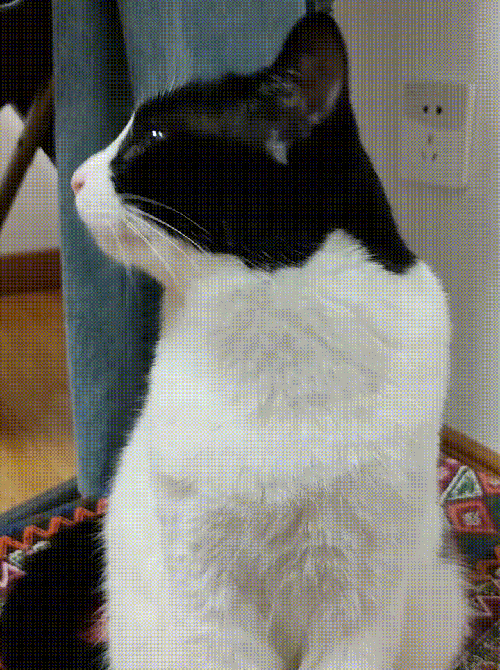 怎么把视频做成gif表情包，怎么把视频做成gif（超实用制作表情包的方法快收藏）