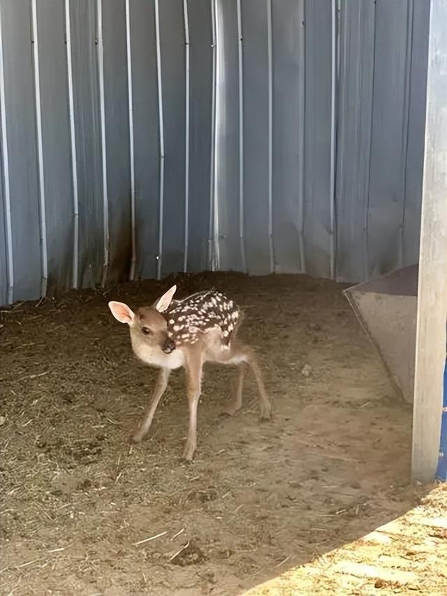 鹿肉（鹿肉性味归经，为何市面上那么少见（鹿肉的功用）