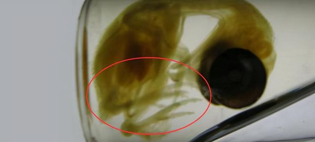 鸡是什么类动物，鸡属于什么类型的动物（智利科学家培育出“恐龙鸡”）