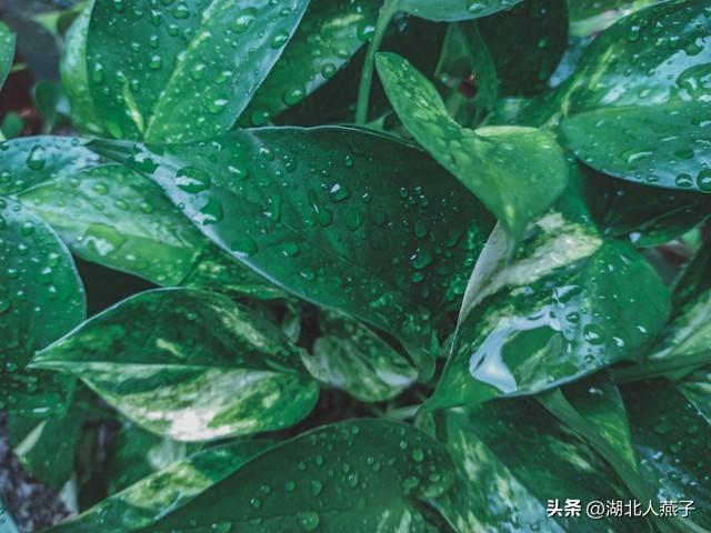 菜图片大全大图，饭店菜谱大全带图片（这43种时令野菜大量生长出来）