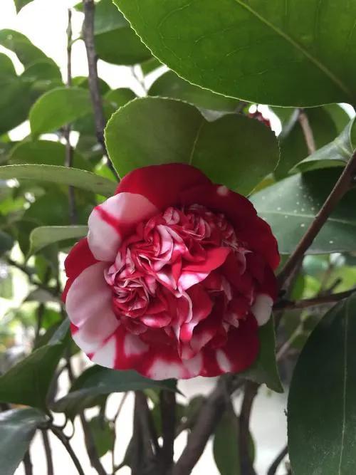 山茶花图片 唯美(清新淡雅山茶花) - 彝家农业网