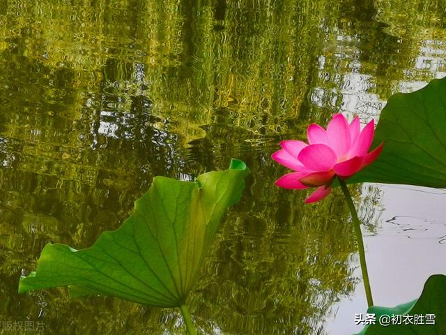 红莲花有什么寓意和象征，红莲花有什么寓意和象征风水（仲夏清新一朵莲美诗六首）