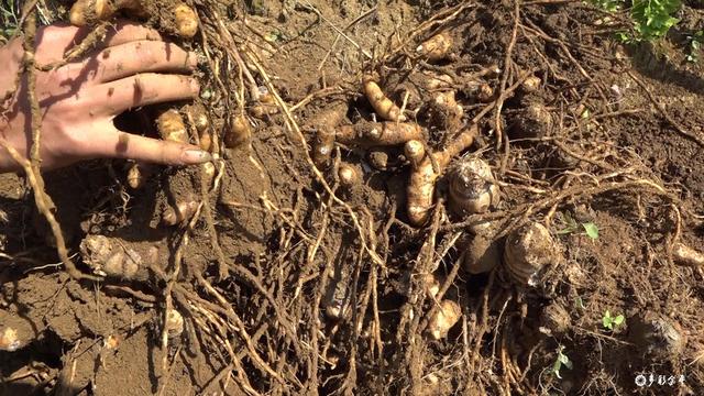 黑心姜的功效与作用，白姜的功效与作用图片（金平：春耕正当时 种姜来致富）