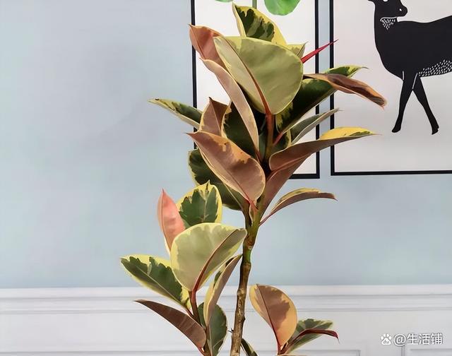 橡皮树的禁忌有毒，搞清楚1点