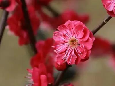 春天的花代表，春天的花代表什么（<一>君子兰、杜鹃、茶花、梅花、长寿花）