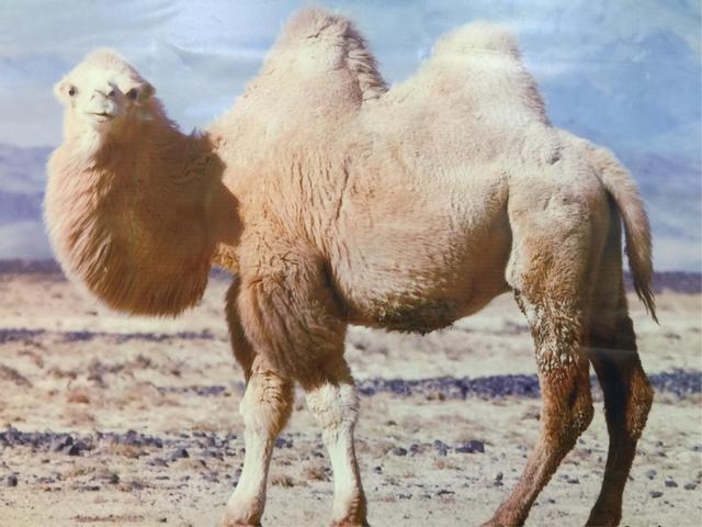 羊驼为什么吐口水，小羊驼最便宜一只多少元（《羊驼》为什么爱吐口水）