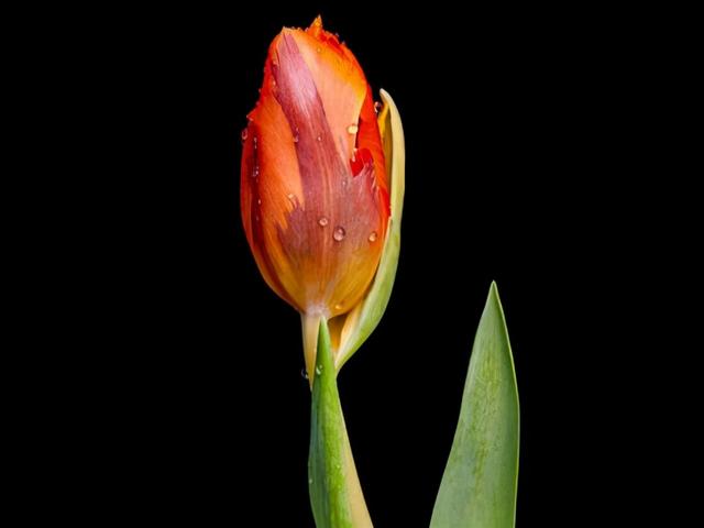 最懂摩羯座的星座，最了解摩羯座的星座（但他们需要克服哪些障碍）