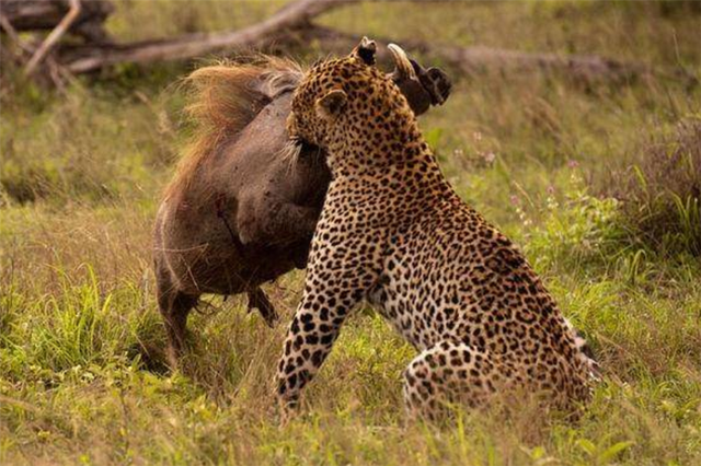 花豹为什么吃猎豹，花豹会捕食猎豹吗（却被吃素的箭猪刺伤）