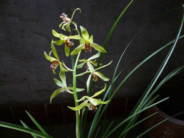 敷怎么读，入不敷出是什么意思（《说文解字》第595课）