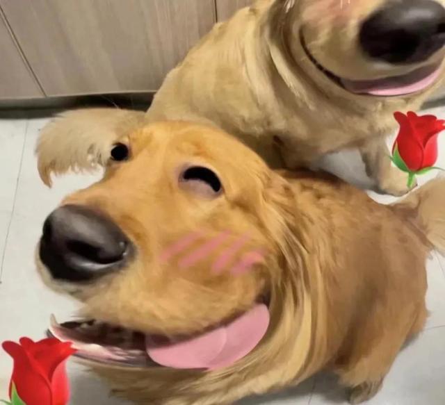 狗狗情侣头像微信，狗狗情侣头像（哈哈哈哈这个小狗狗头像也太可爱了吧）