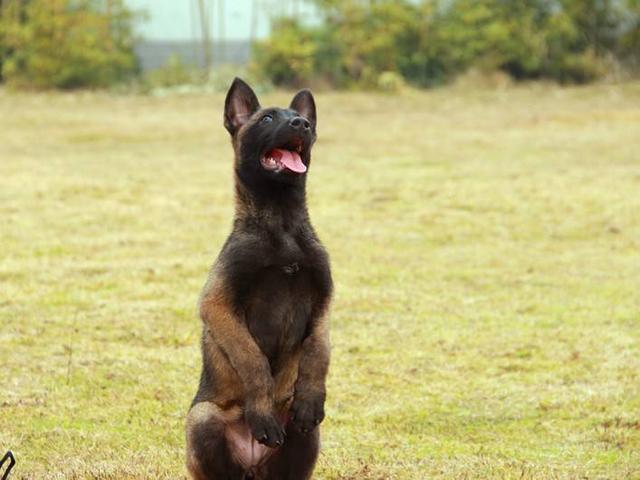 怎样喂养与训练马犬，马犬的饲养方式与训练（“马犬”为啥越来越多人养）