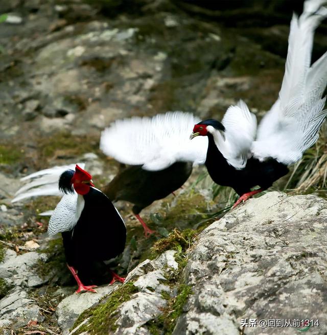 白娴鸟（白娴鸟图片，白娴鸟怎样的养殖（白鹇鸟唯美图片）