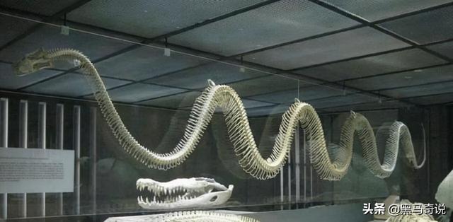 世界上最恐怖的鱼类是什么，世界上最恐怖的鱼是什么鱼,排行榜（十大恐怖生物告诉你）