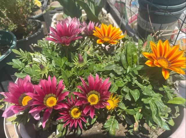 十一月开什么花，十一月什么花开（快来看看你家有没有）