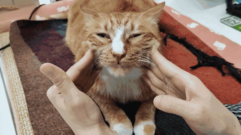 怎样抱猫咪最舒服，怎样抱猫咪最舒服图片（史上最全猫咪按摩宝典）