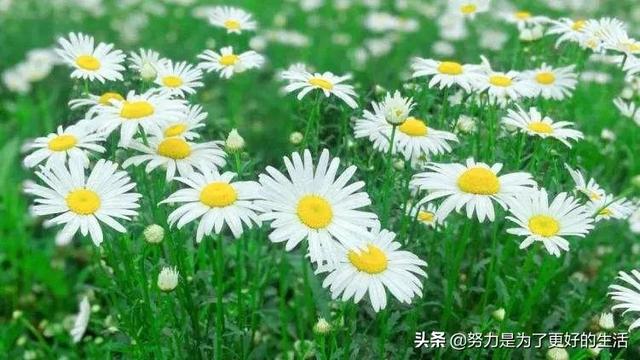 薄荷花的花语是什么，那些令人惊艳的花语