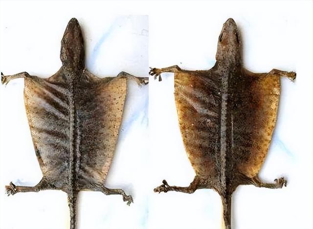 蛤蚧的功效与作用，蛤蚧的功效与作用图片（真正的原因究竟是什么）