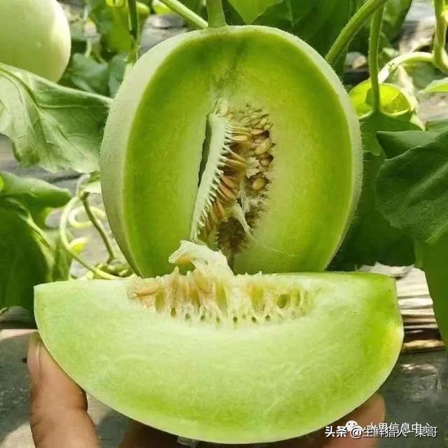 绿色的哈密瓜叫什么，绿色的哈密瓜叫什么名字（哈密瓜、蜜瓜、网纹瓜、香瓜、羊角蜜傻傻分不清）