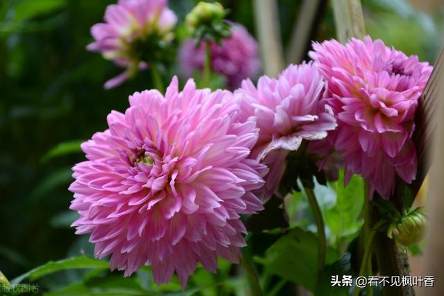 花落草木葳蕤，唯美，花开有声，花落有语