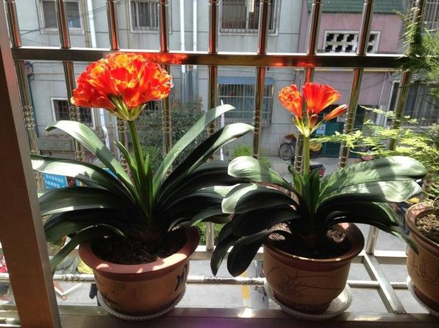 大花君子兰，君子兰开花条件（君子兰冬天要“富养”）