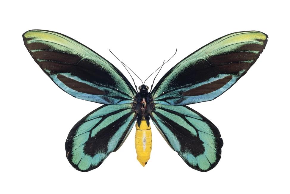 蝴蝶有几只翅膀,蝴蝶两对翅膀是哪两对(世界上最大的10种蝴蝶)