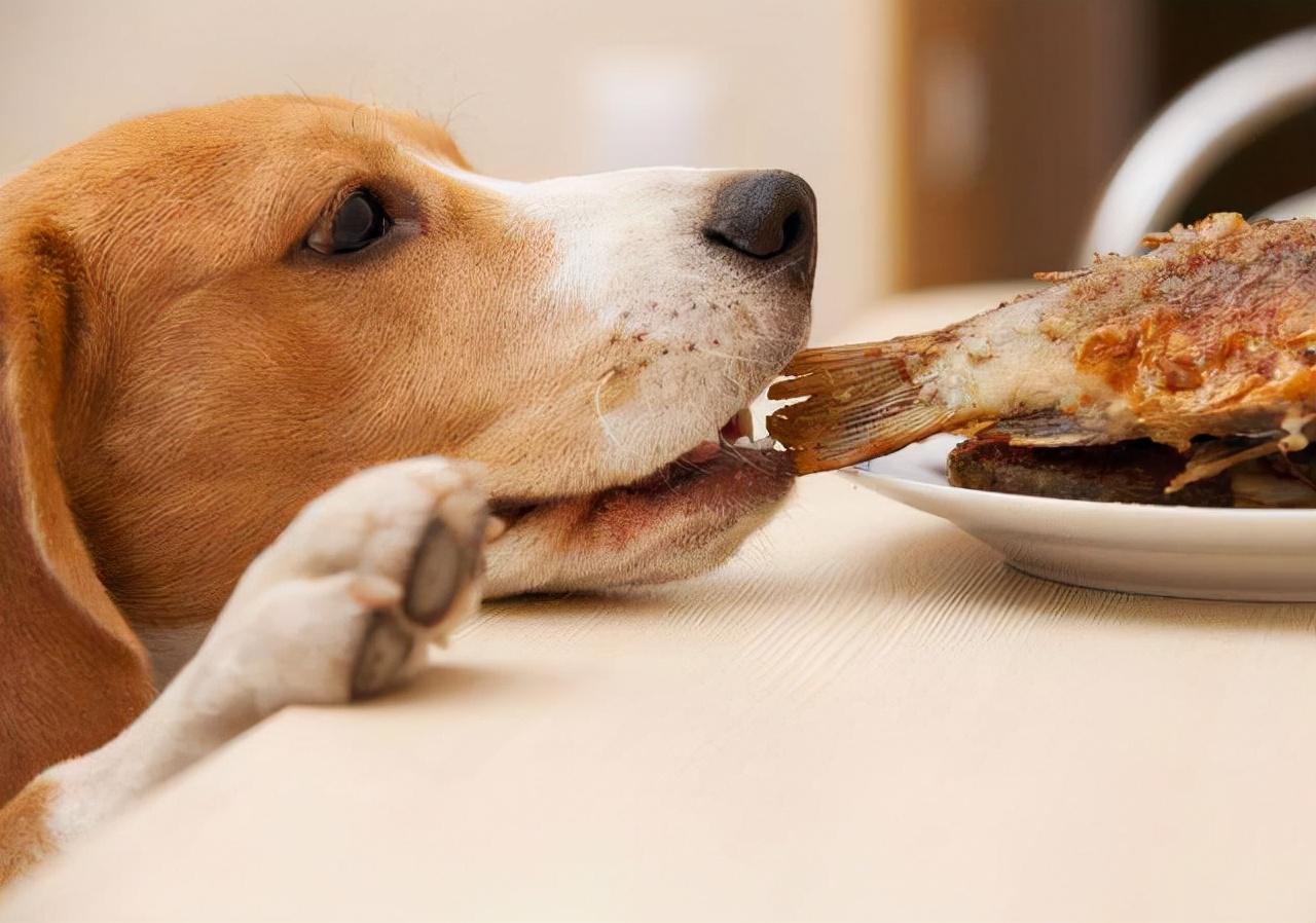 超度狗梦见狗复活-梦见狗死了是什么预兆