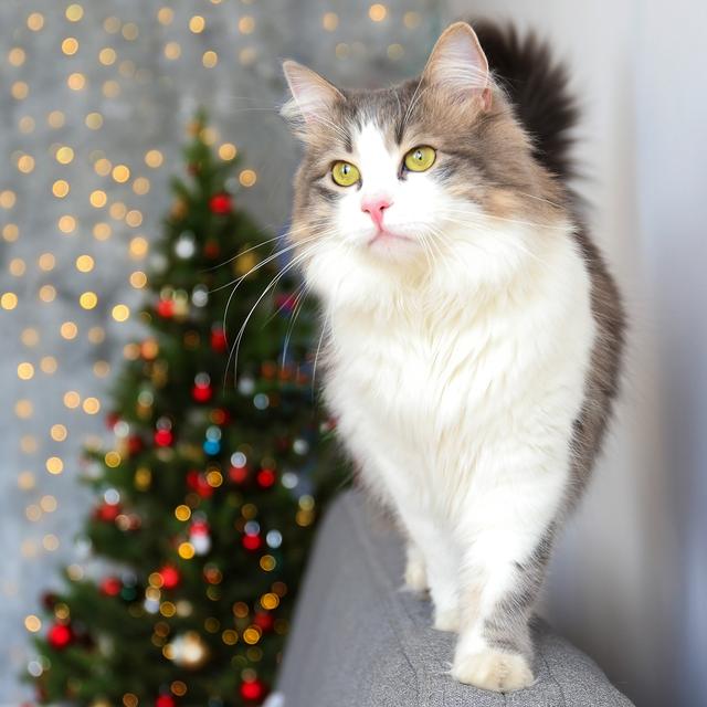 猫的种类图片及名称，猫的种类图片及介绍（猫的种类和性格特点）