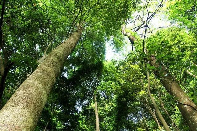 金丝楠木树苗适合哪些地方种植,金丝楠木树苗适合哪些地方种植小叶紫檀(树苗12元一株为何没人种植) 金丝楠木树苗适合哪些地方种植,金丝楠木树苗适合哪些地方种植小叶紫檀(树苗12元一株为何没人种植)