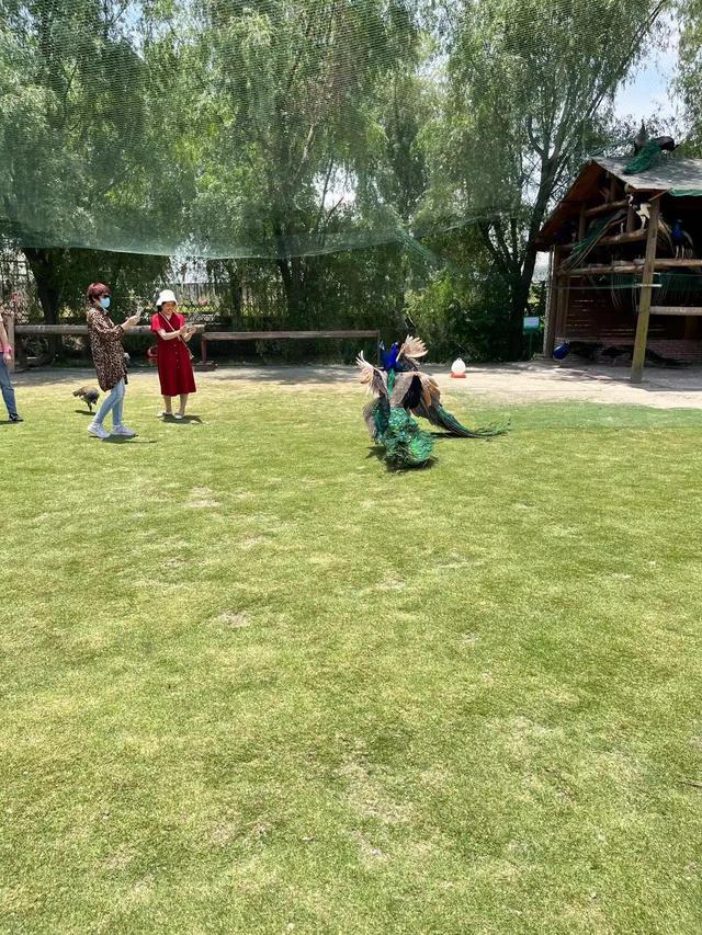 孔雀是不是短尾鸟，孔雀是短尾巴鸟还是长尾巴鸟（最漂亮的鸟-孔雀）