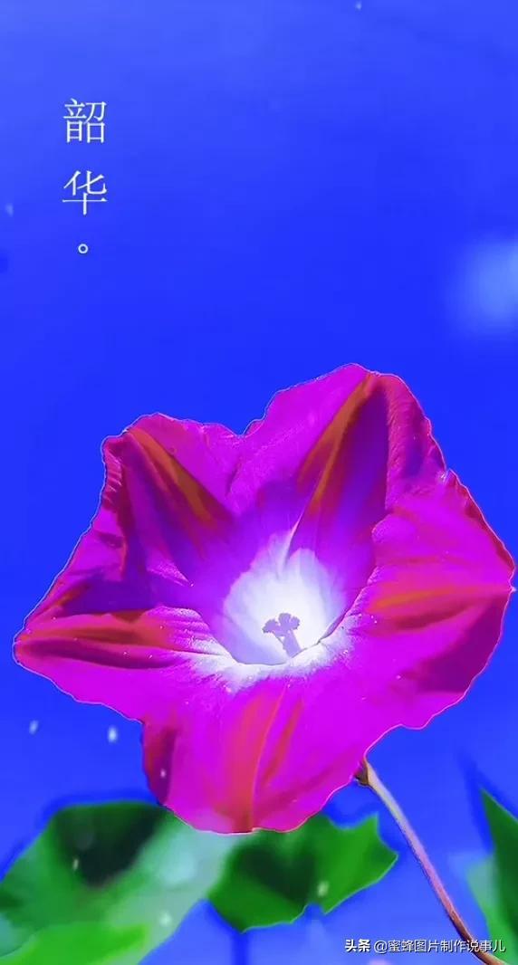美图，可做壁纸，可以做壁纸的图片 唯美（愿你的生活像花一样灿烂）