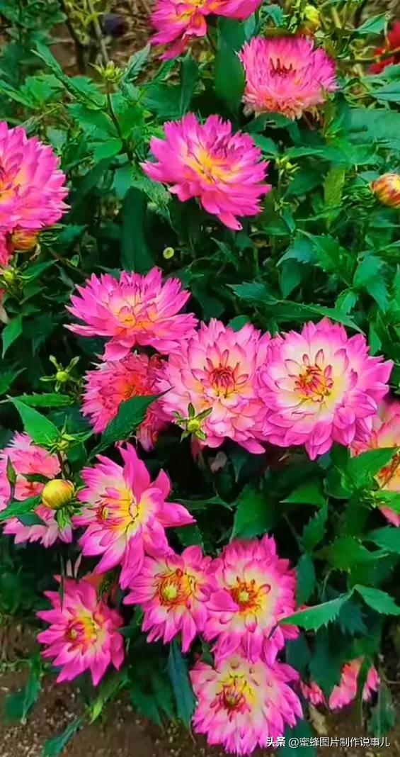 美美美的，美美美的表情包（壁纸美图）