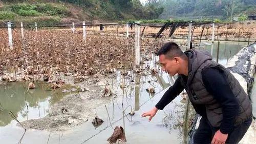 田螺人工养殖技术及注意事项，田螺人工养殖技术及注意事项有哪些（田螺养殖亩产能2-4万元是真的吗）