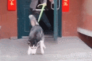 好狗的特征，好狗有什么特征（狗狗有这些“特征”）