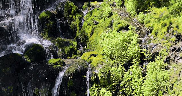 千佛山森林公园，千佛山在哪（不收门票的5个成都周边“小森林”）