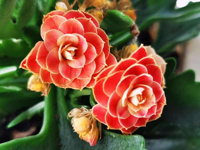 家里养什么花好，家里养什么花对身体好（家里养5种“旺宅花”）