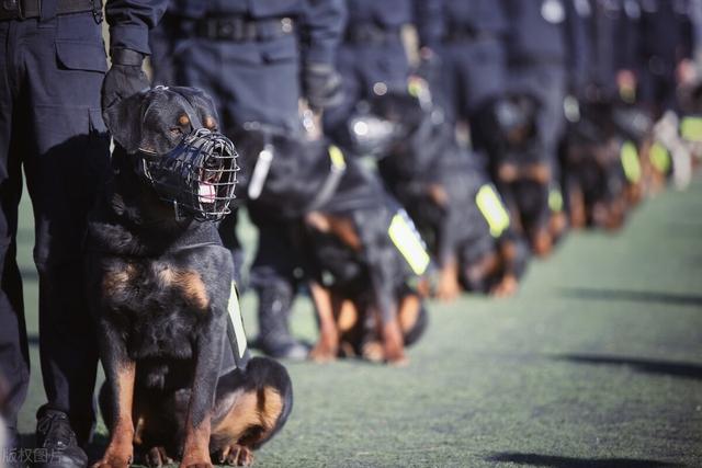 北京警察学院好不好，排名怎么样评价如何（北京警察学院专科专业对选科要求不高）